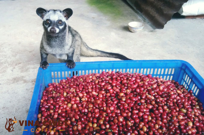 Vina Civet Coffee