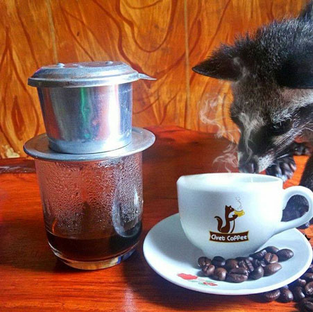 Vina Civet Coffee